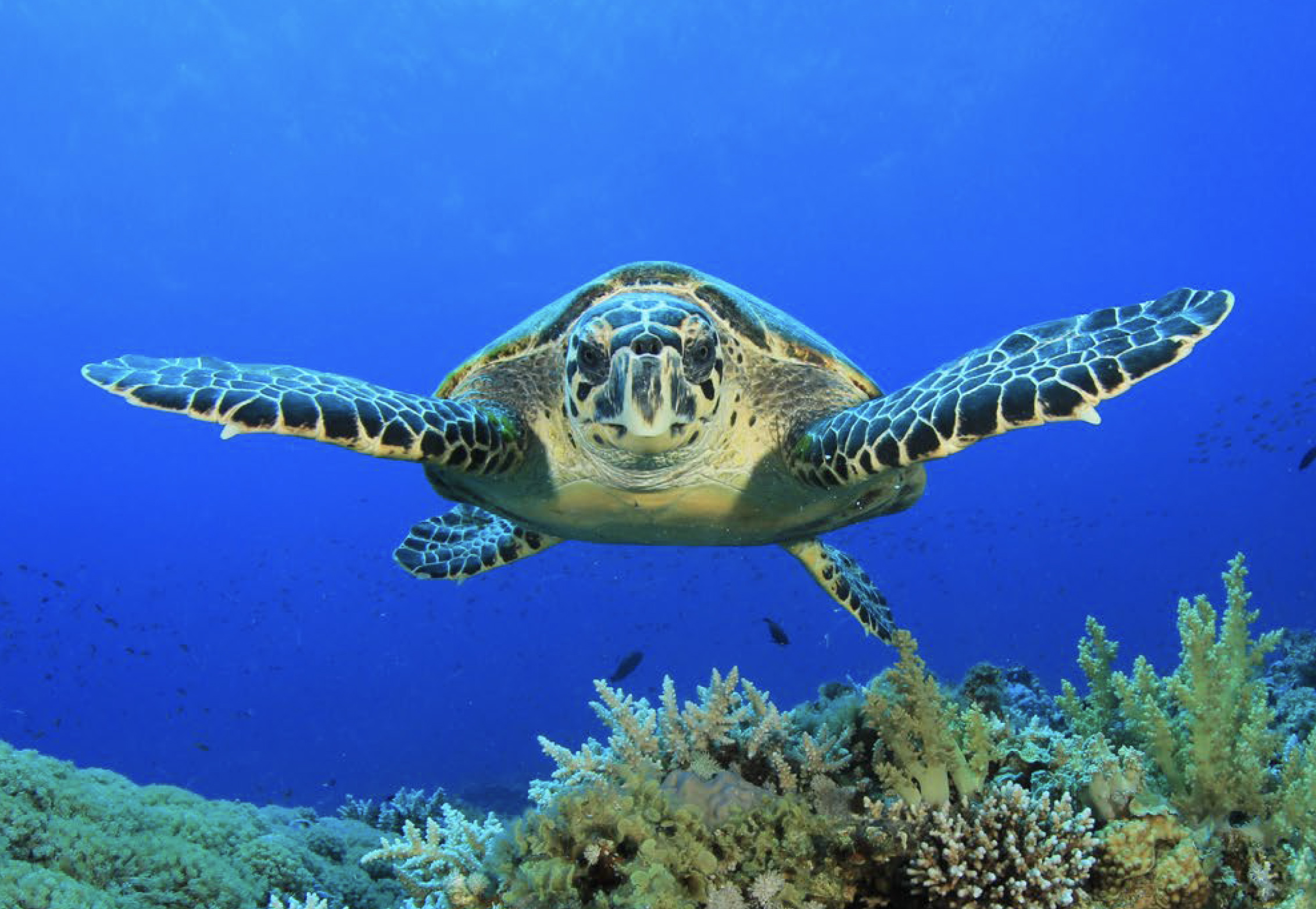 Large turtle swimming in one of Abu Dhabi Emirate's Marine Protected Areas