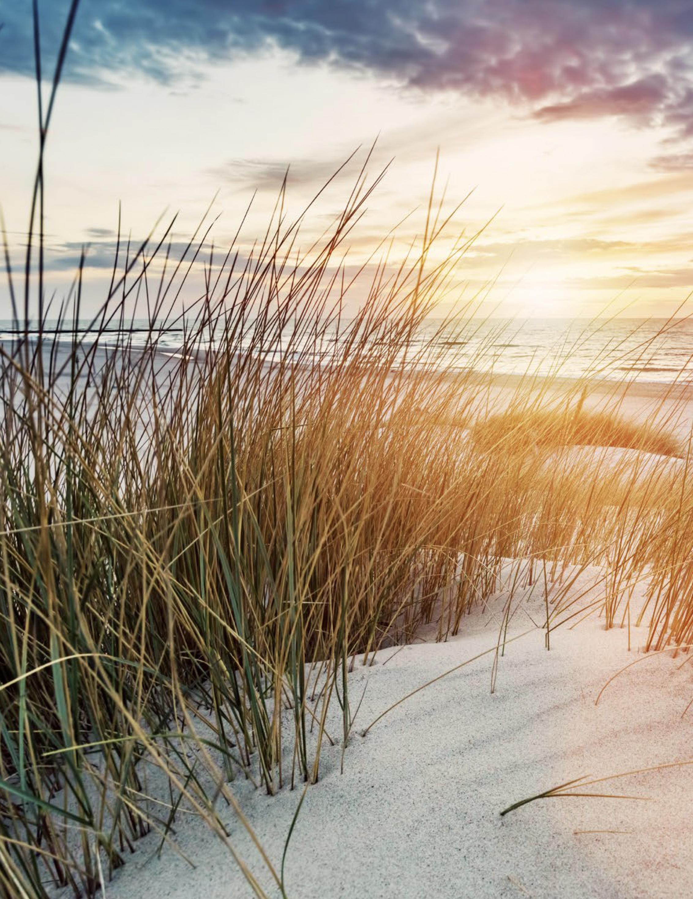 عشب ينمو في الرمال قرب شاطئ في متنزه السعديات البحري الوطني