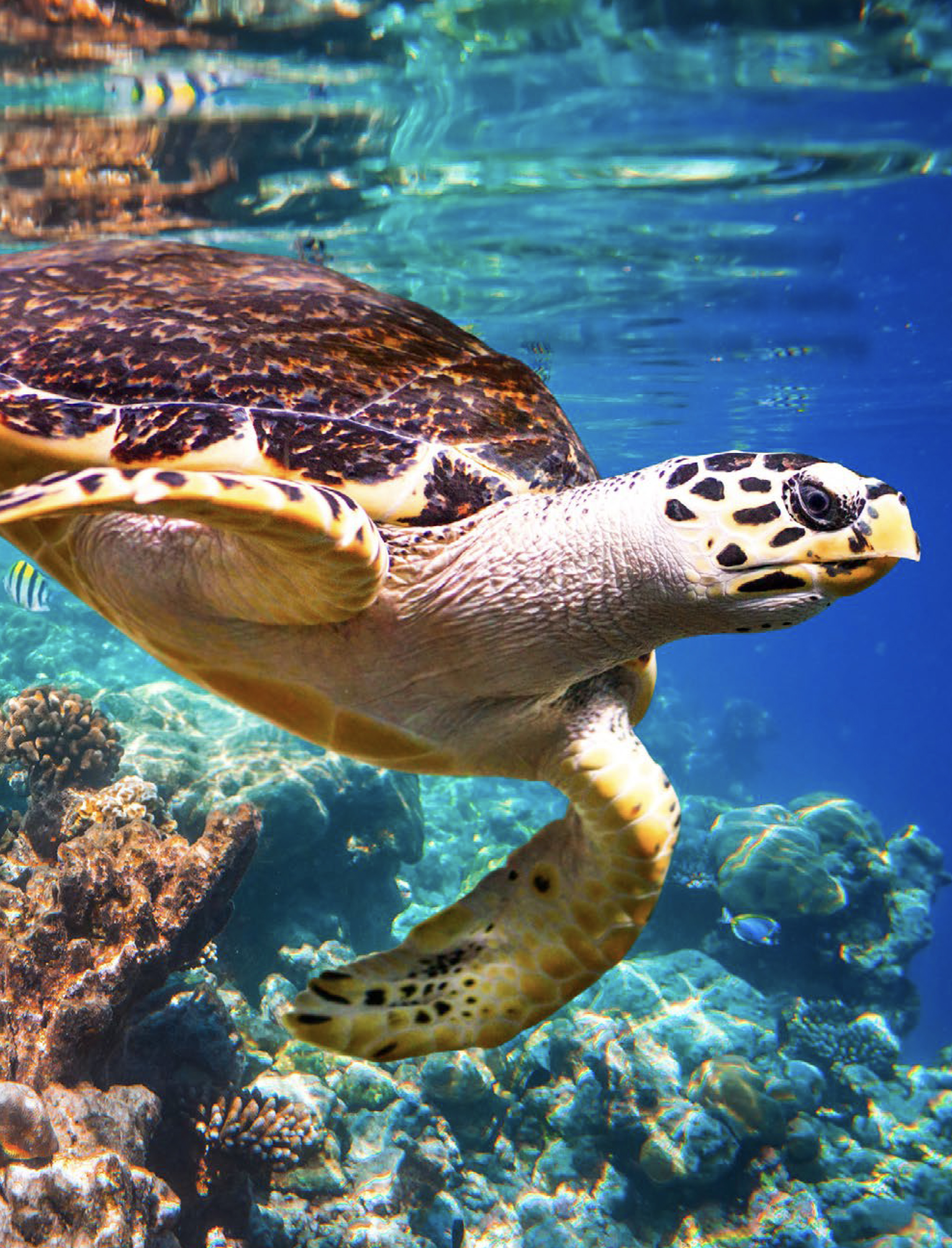 Turtle swimming near the coral reefs in the Al Yasat Protected Area