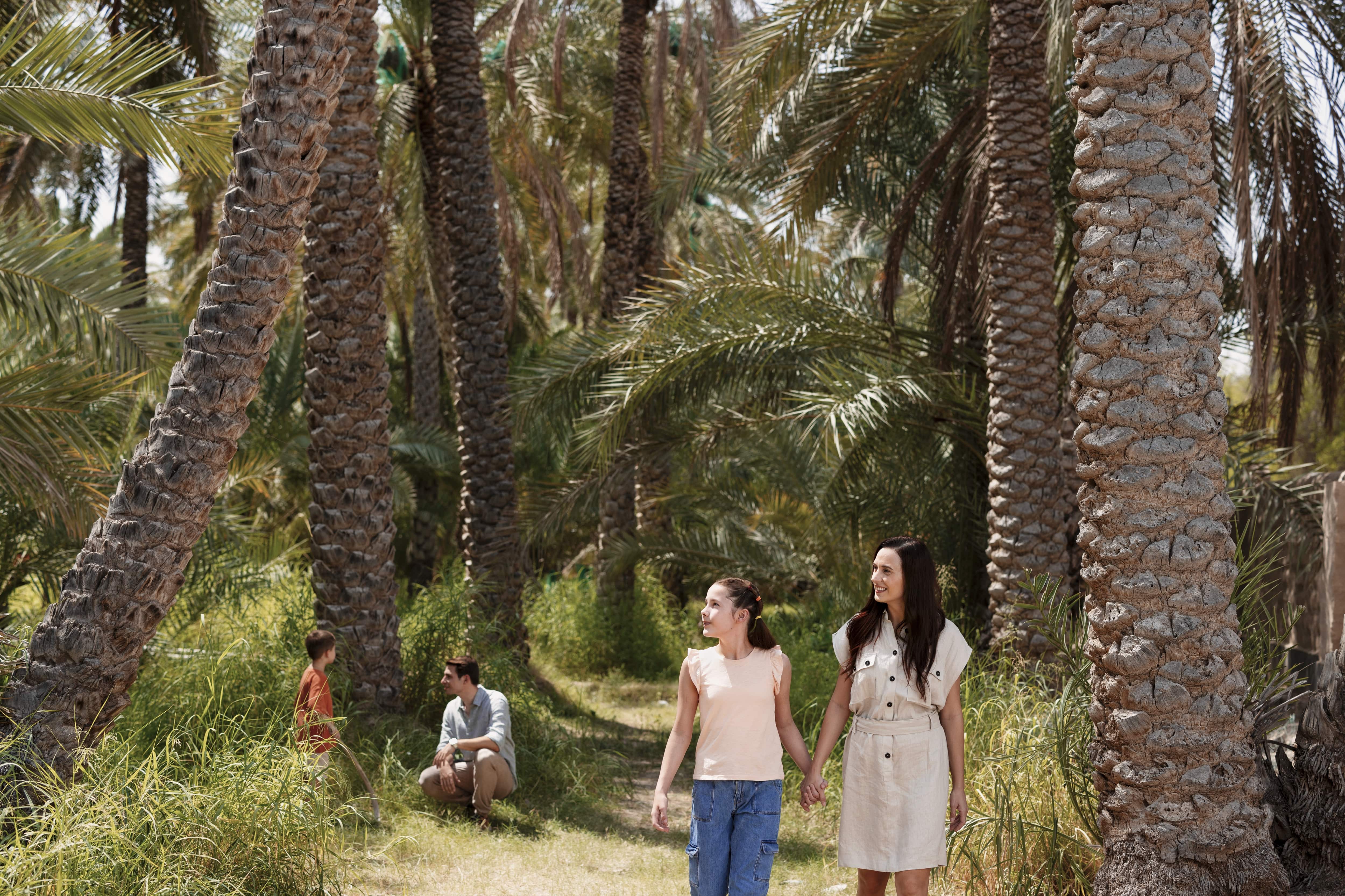 Stroll around Al Ain Oasis