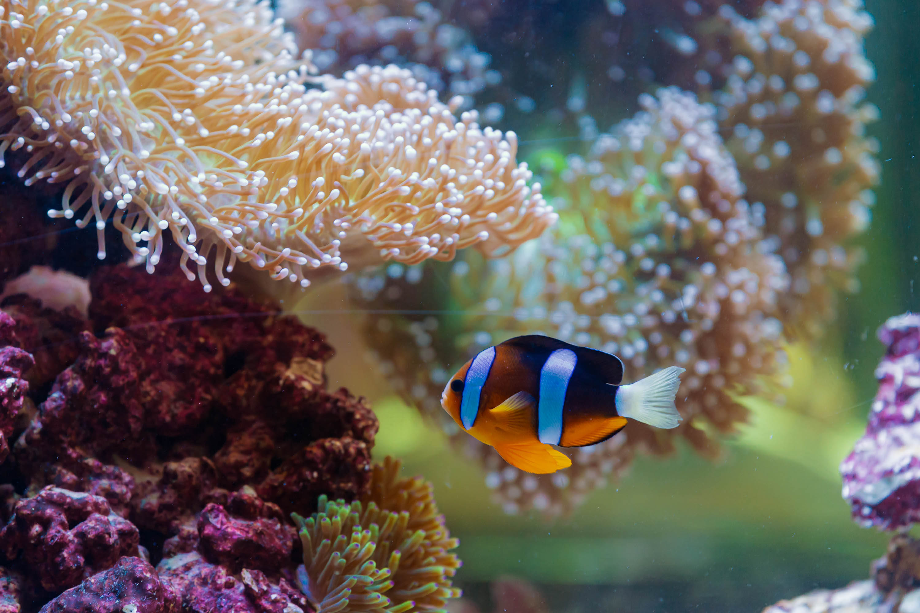 Orange, black and white clownfish swimming next to beautiful coral reefs at the National Aquarium