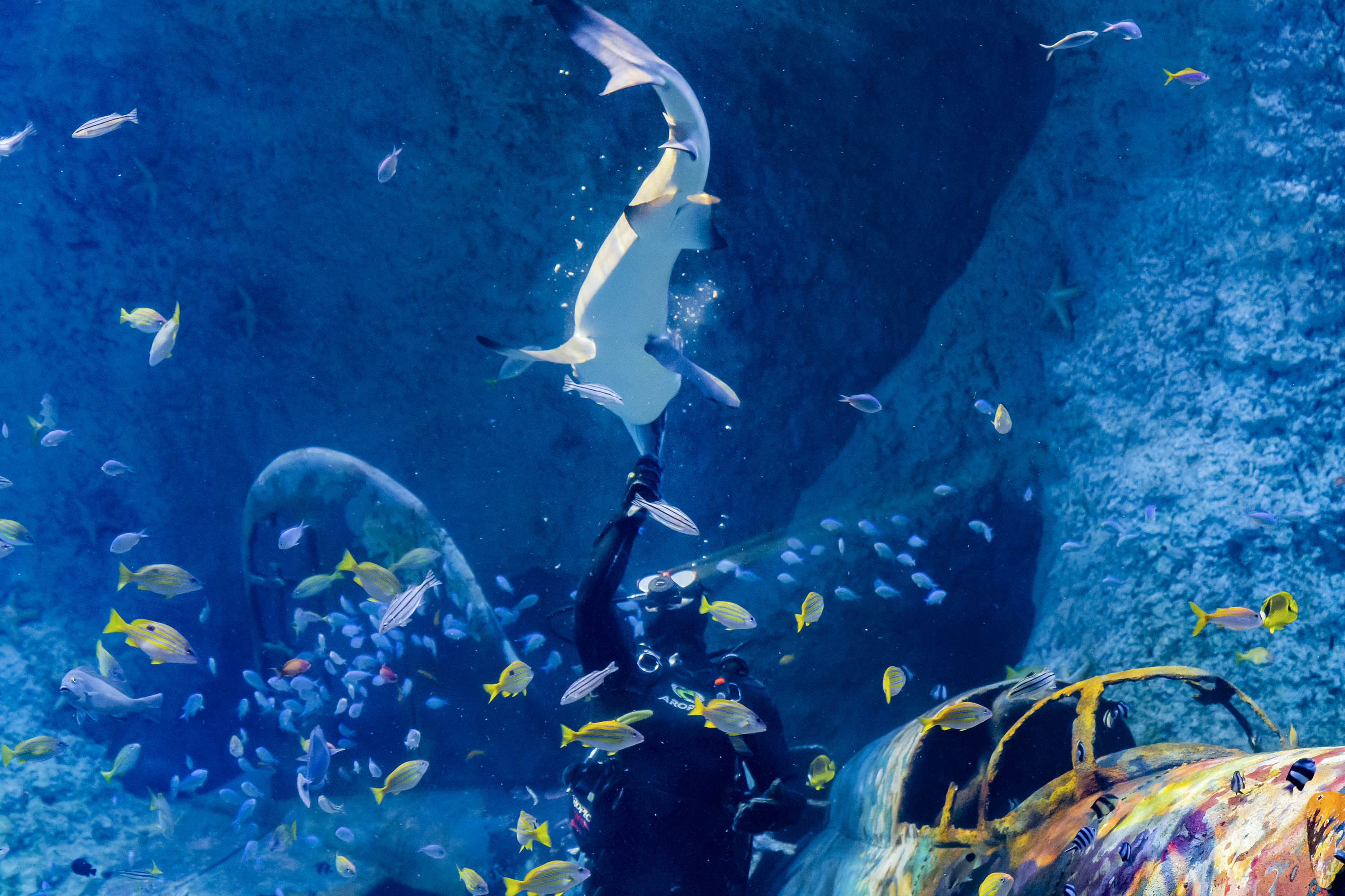 Scuba diver feeding sharks and rays at the National Aquarium