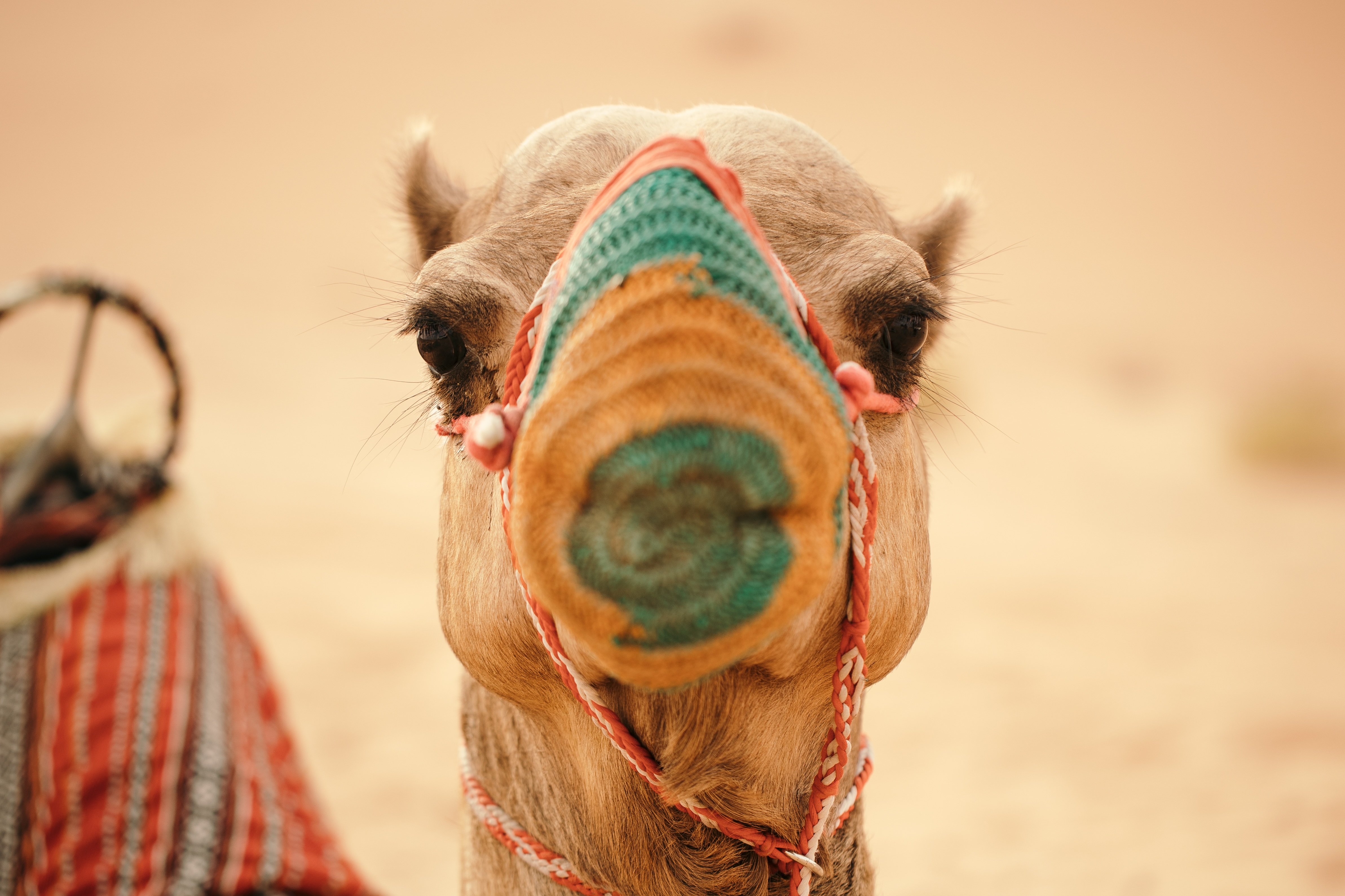 The Empty Quarter is full of memorable experiences